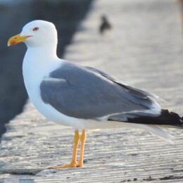Yellow-legged gull (Larus michahellis)