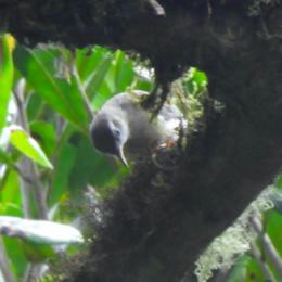 Rand's warbler (Randia pseudozosterops)