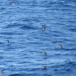 Manx shearwater (Puffinus puffinus) among gulls