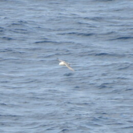 Northern fulmar (Fulmarus glacialis)