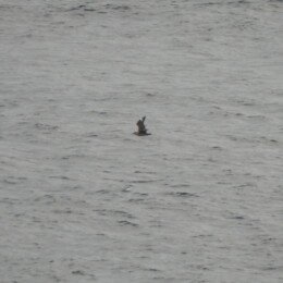 Great skua (Stercorarius skua)