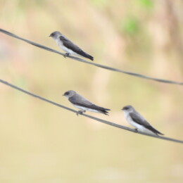 Gray-throated martin (Riparia chinensis)