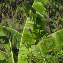 Plaintive cuckoo (Cacomantis merulinus)