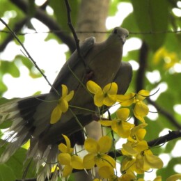 Red collared dove (Streptopelia tranquebarica) female