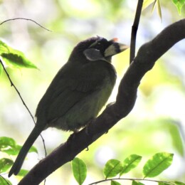 Fire-tufted barbet (Psilopogon pyrolophus)