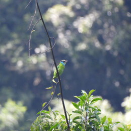 Indochinese barbet (Psilopogon annamensis)