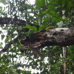 Black-browed barbet (Psilopogon oorti)