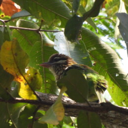 White-cheeked barbet (Psilopogon viridis)