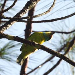 Indochinese barbet (Psilopogon annamensis)