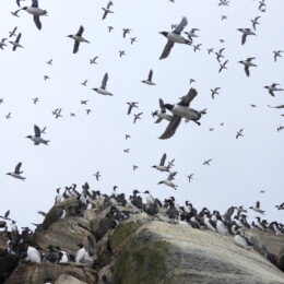 Common murre (Uria aalge) colony