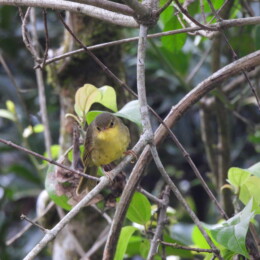 Spectacled tetraka (Xanthomixis zosterops)