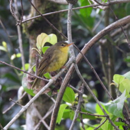 Spectacled tetraka (Xanthomixis zosterops)