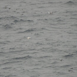 Northern fulmar (Fulmarus glacialis) and auks Northern fulmar surrounded by alcids off Hornøya, Varanger Peninsula, Norway, 16 May 2024