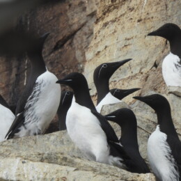 Common murre (Uria aalge) and thick-billed murre (Uria lomvia)