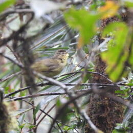 Long-billed bernieria (Bernieria madagascariensis)