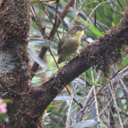Long-billed bernieria (Bernieria madagascariensis)