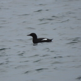 Black guillemot (Cepphus grylle)