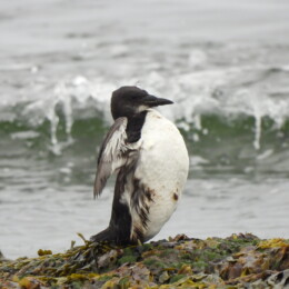 Thick-billed murre (Uria lomvia)