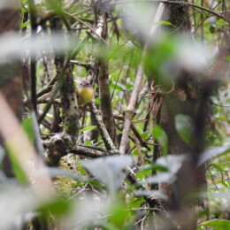 Wedge-tailed jery (Hartertula flavoviridis)