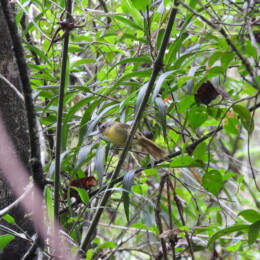 Wedge-tailed jery (Hartertula flavoviridis)