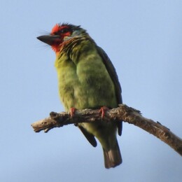 Malabar barbet (Psilopogon malabaricus)
