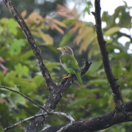 Lineated barbet (Psilopogon lineatus)