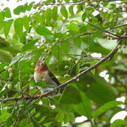 Brown barbet (Caloramphus fuliginosus) female