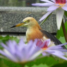 Javan pond heron (Ardeola speciosa)