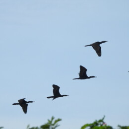 Indian cormorant (Phalacrocorax fuscicollis)