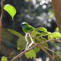 Golden-naped barbet (Psilopogon pulcherrimus)