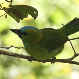 Golden-naped barbet (Psilopogon pulcherrimus)