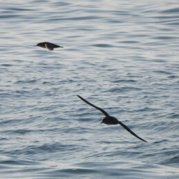 Mediterranean shearwater (Puffinus yelkouan mauretanicus)