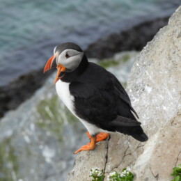 Atlantic puffin (Fratercula arctica)