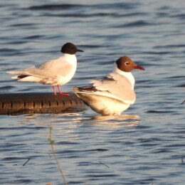Little gull (Hydrocoloeus minutus) and black-headed gull (Chroicocephalus ridibundus)
