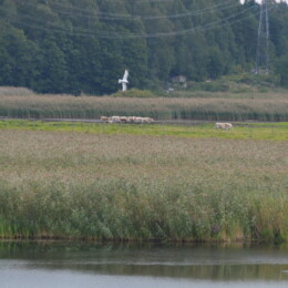 Caspian tern (Hydroprogne caspia)
