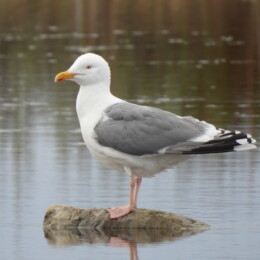European herring gull (Larus argentatus)
