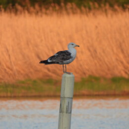 Great black-backed gull (Larus marinus)