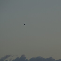 Barau's petrel (Pterodroma baraui)
