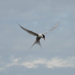 Arctic tern (Sterna paradisaea)