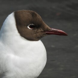 Black-headed gull (Chroicocephalus ridibundus)