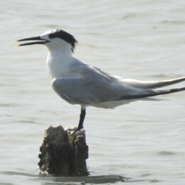 Sandwich tern (Thalasseus sandvicensis)