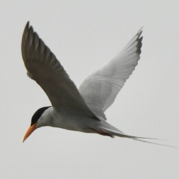 River tern (Sterna aurantia)