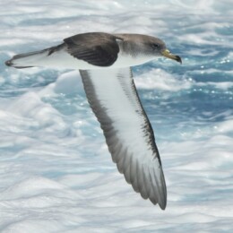 Scopoli's shearwater (Calonectris diomedea)