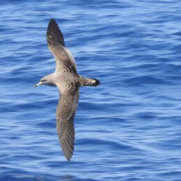 Scopoli's shearwater (Calonectris diomedea)