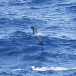 Cory's shearwater (Calonectris borealis)