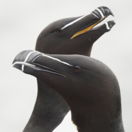 Razorbill (Alca torda)