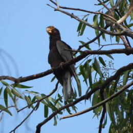 Greater vasa parrot (Coracopsis vasa)
