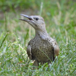 Iberian green woodpecker (Picus sharpei) juvenile