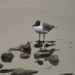 Laughing gull (Leucophaeus atricilla)