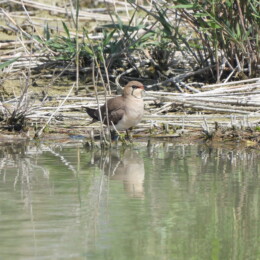 Collared pratincole (Glareola pratincola)